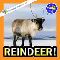 Reindeer! A My Incredible World Picture Book for Children