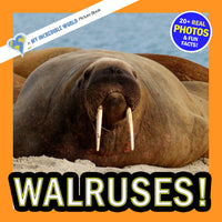 Walruses! A My Incredible World Picture Book for Children