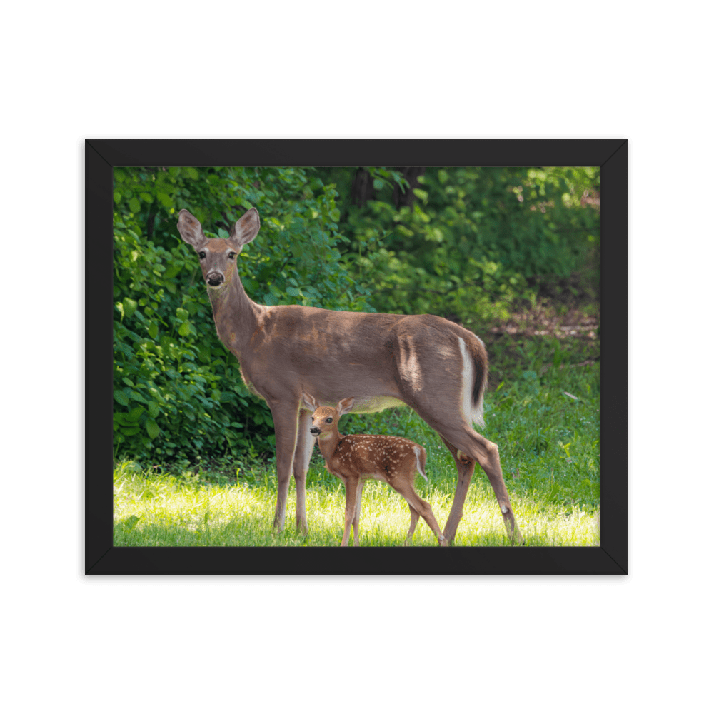 Doe and Young Fawn in Spring - Framed Print (Deer) Black / 8×10