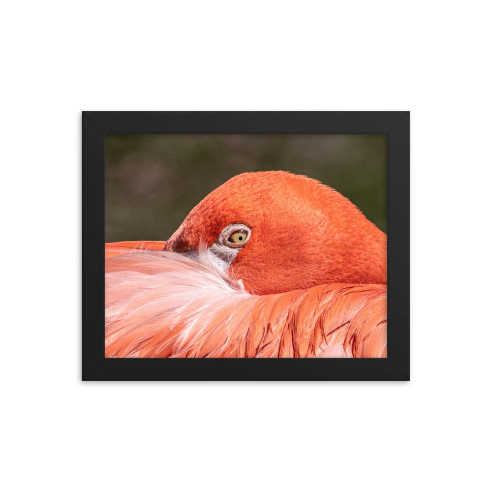 Flamingo's Gaze - Framed Print Black / 8×10