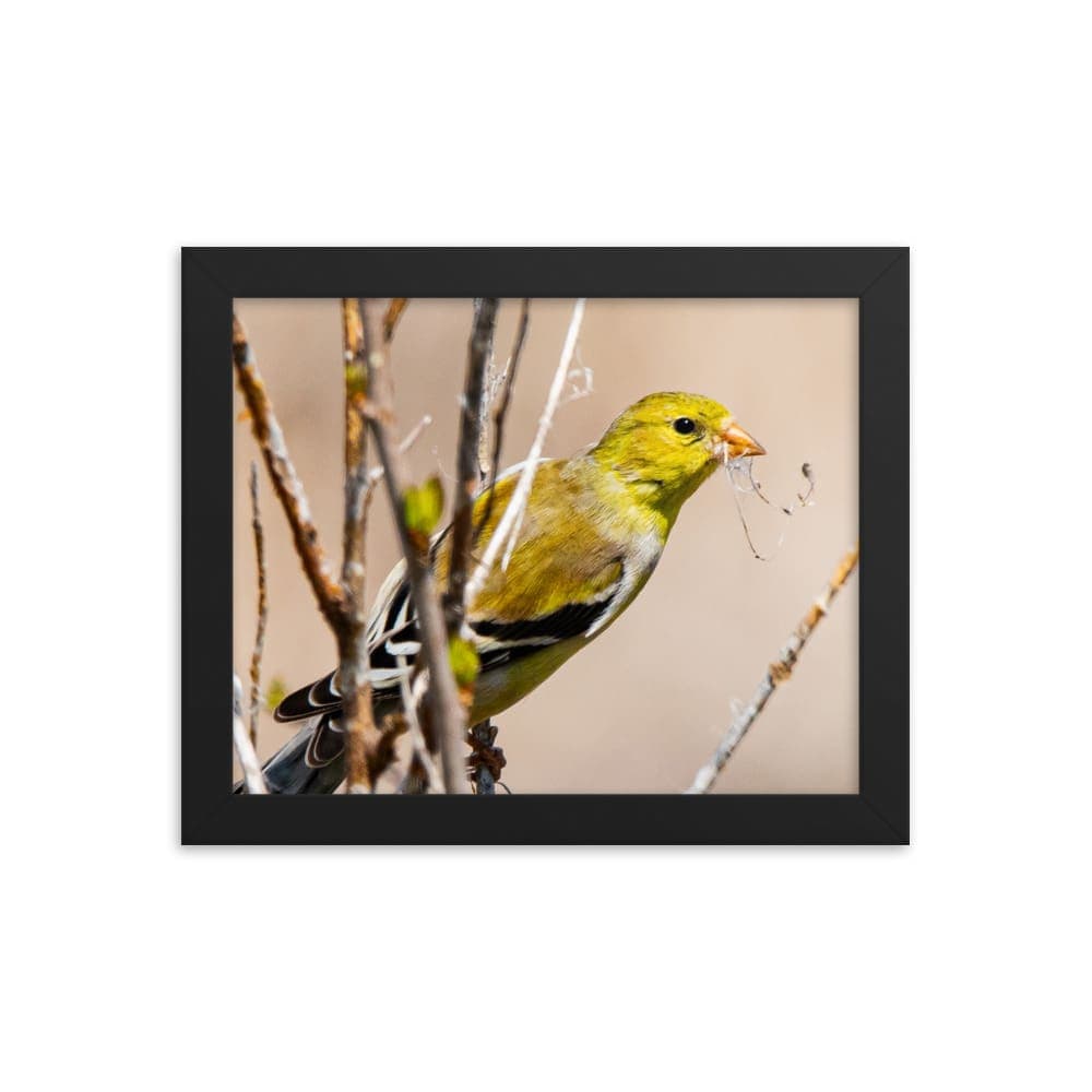 Goldfinch Gathering Nesting Materials - Framed Print Black / 8×10