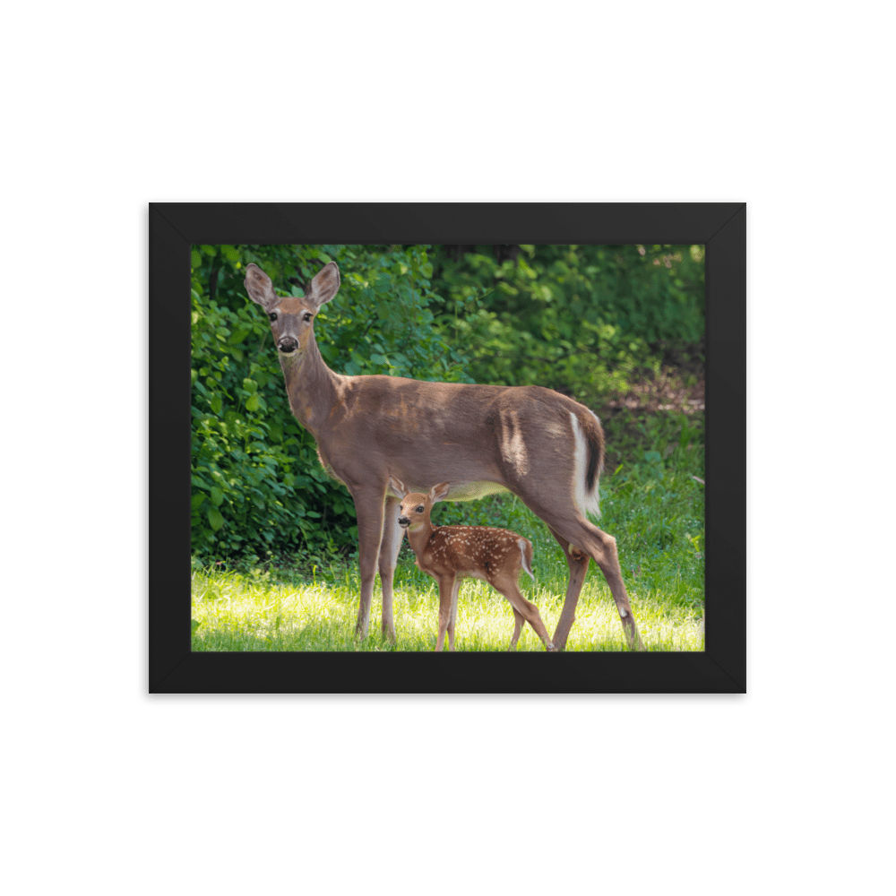 Doe and Young Fawn in Spring - Framed Print (Deer)