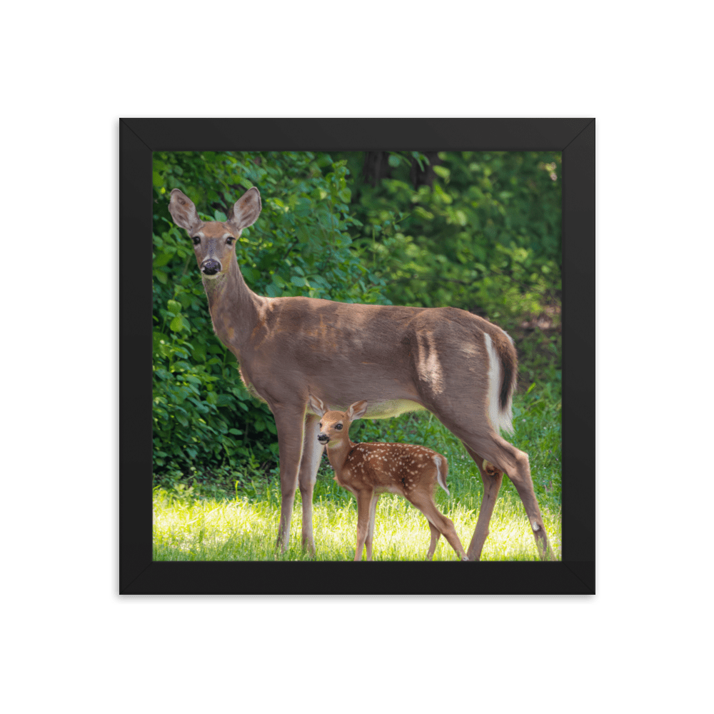 Doe and Young Fawn in Spring - Framed Print (Deer)