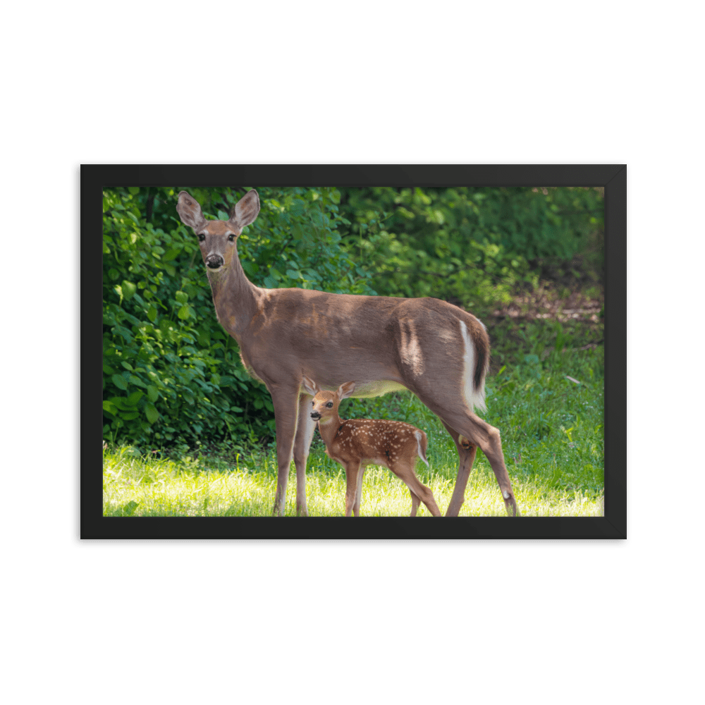 Doe and Young Fawn in Spring - Framed Print (Deer)