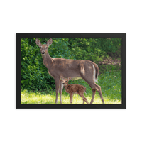 Doe and Young Fawn in Spring - Framed Print (Deer)