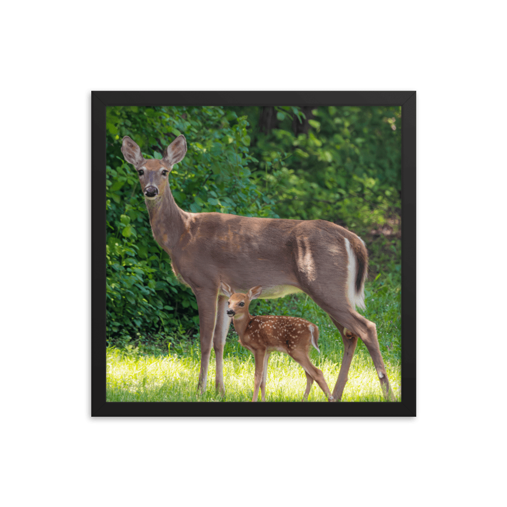 Doe and Young Fawn in Spring - Framed Print (Deer)