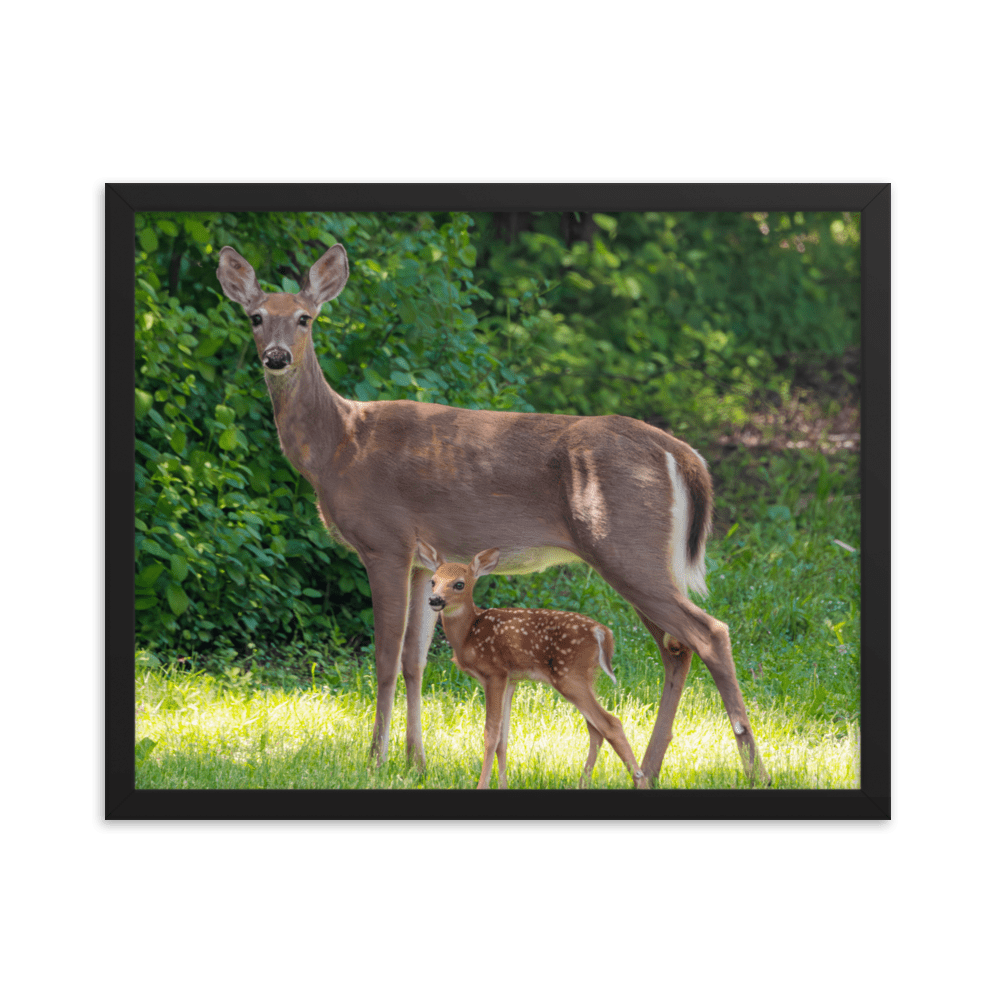 Doe and Young Fawn in Spring - Framed Print (Deer)