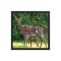 Doe and Young Fawn in Spring - Framed Print (Deer)