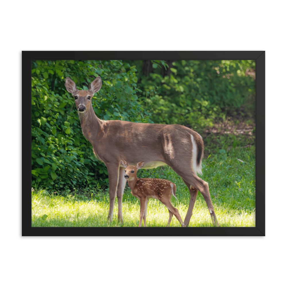 Doe and Young Fawn in Spring - Framed Print (Deer)