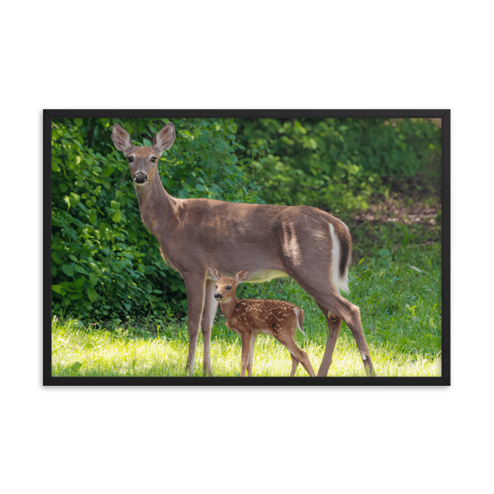 Doe and Young Fawn in Spring - Framed Print (Deer)