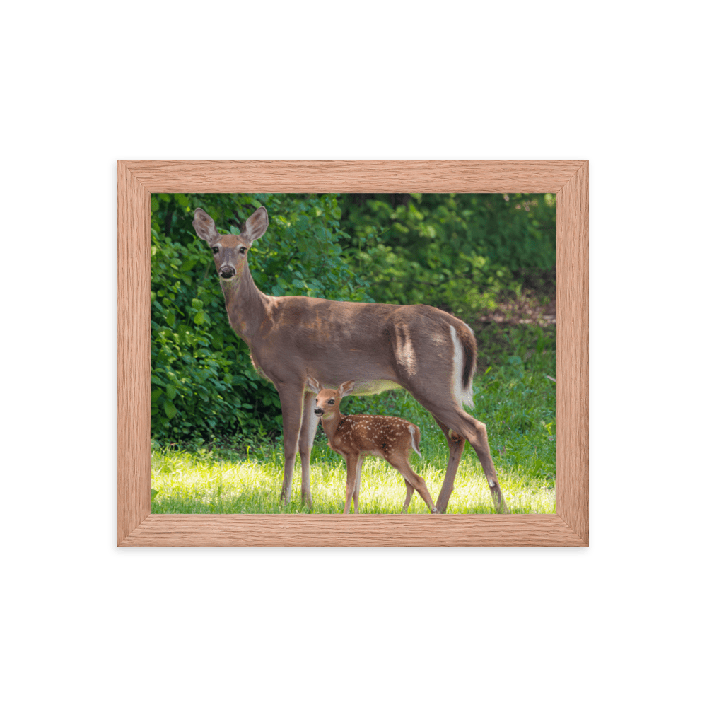 Doe and Young Fawn in Spring - Framed Print (Deer)