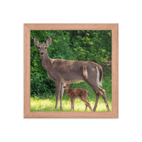 Doe and Young Fawn in Spring - Framed Print (Deer)