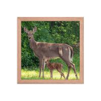 Doe and Young Fawn in Spring - Framed Print (Deer)