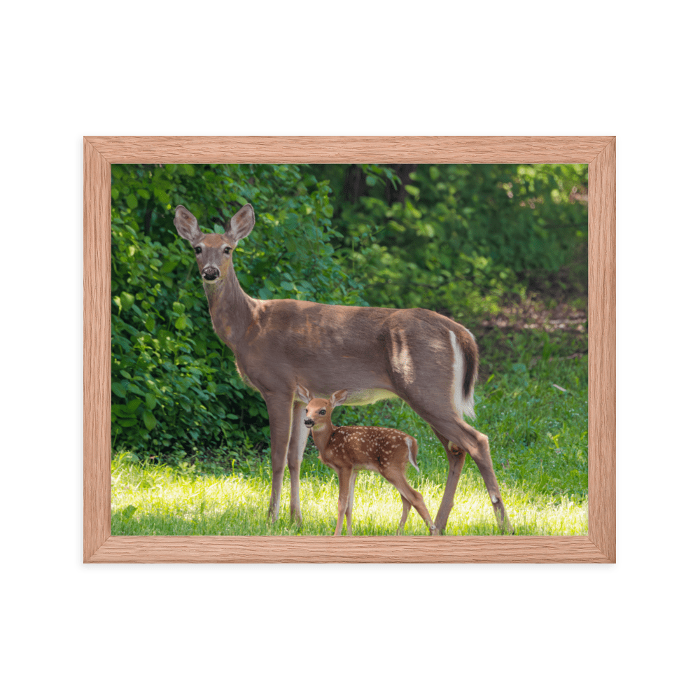 Doe and Young Fawn in Spring - Framed Print (Deer)