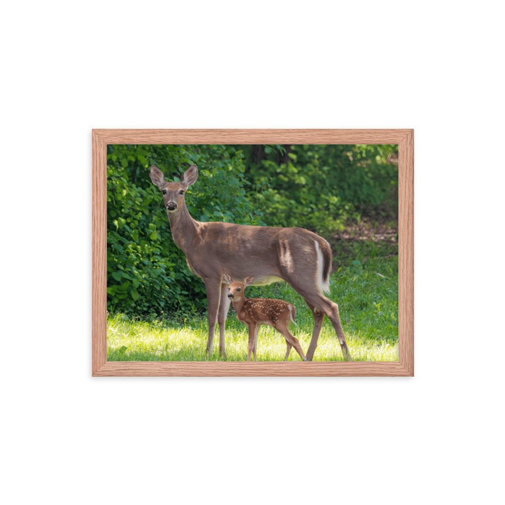 Doe and Young Fawn in Spring - Framed Print (Deer)