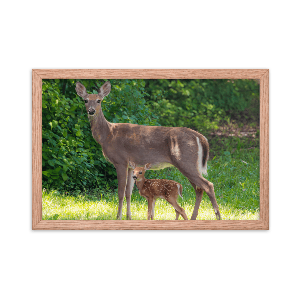 Doe and Young Fawn in Spring - Framed Print (Deer)