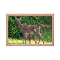 Doe and Young Fawn in Spring - Framed Print (Deer)