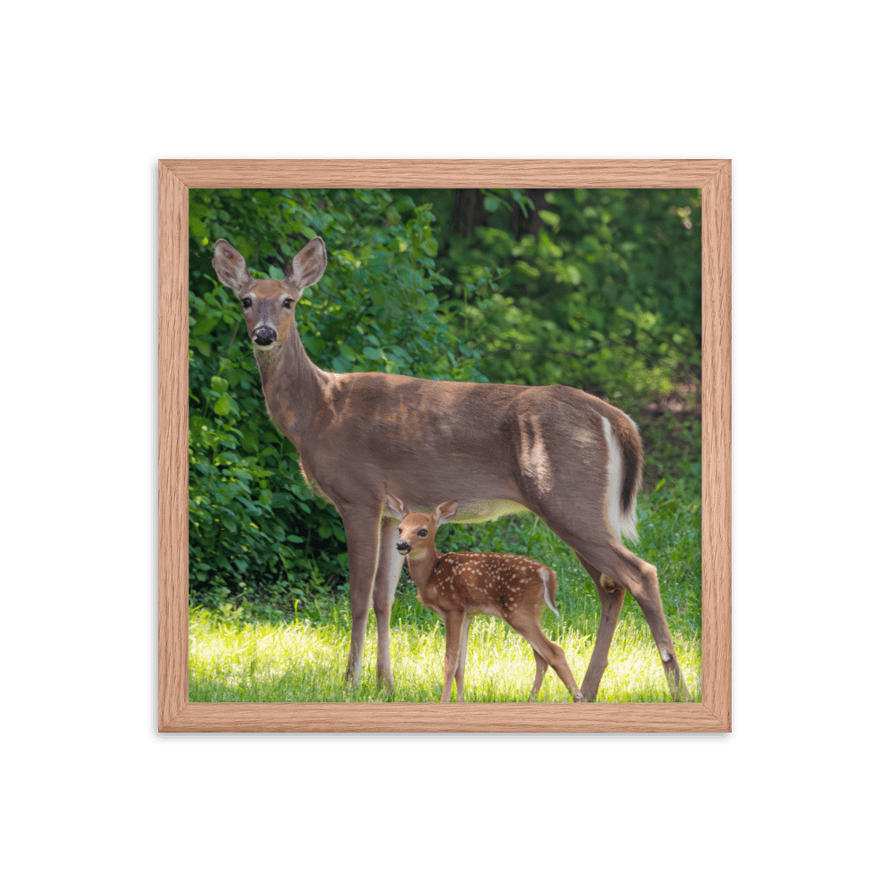 Doe and Young Fawn in Spring - Framed Print (Deer)