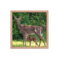 Doe and Young Fawn in Spring - Framed Print (Deer)