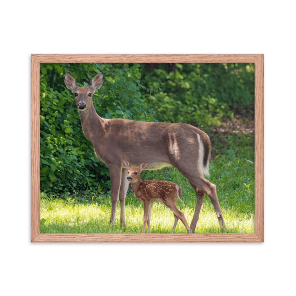 Doe and Young Fawn in Spring - Framed Print (Deer)