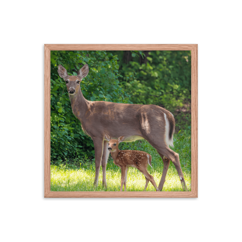 Doe and Young Fawn in Spring - Framed Print (Deer)