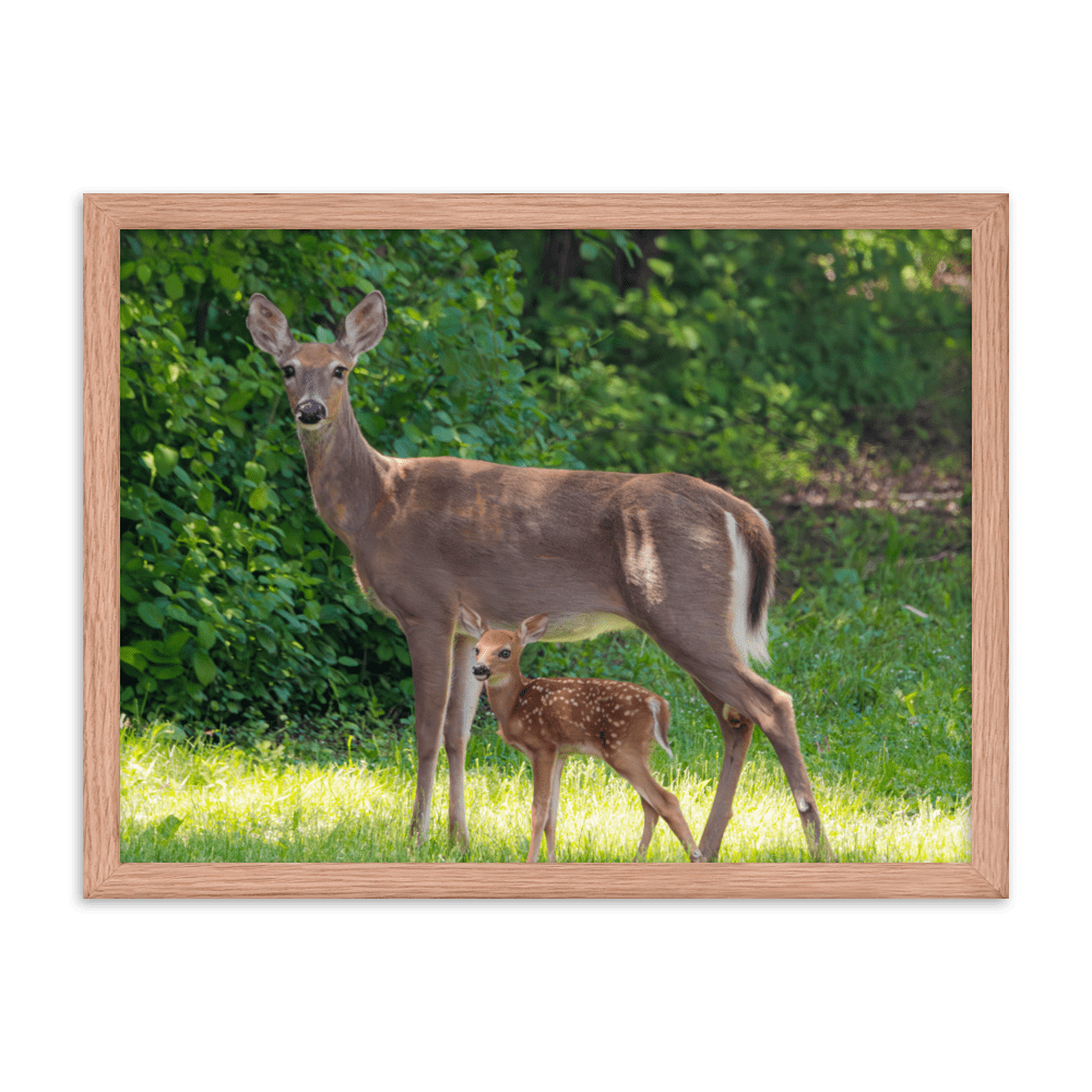 Doe and Young Fawn in Spring - Framed Print (Deer)