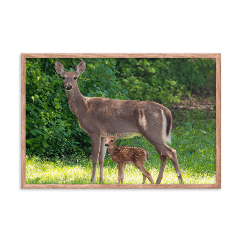 Doe and Young Fawn in Spring - Framed Print (Deer)