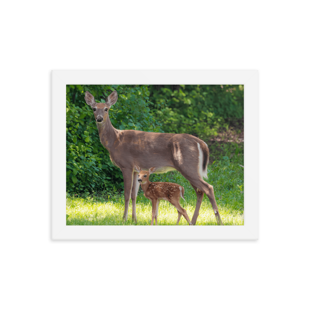 Doe and Young Fawn in Spring - Framed Print (Deer)