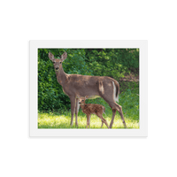 Doe and Young Fawn in Spring - Framed Print (Deer)