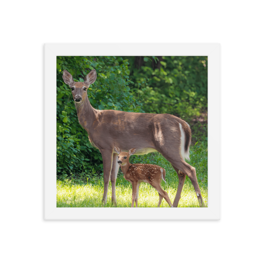 Doe and Young Fawn in Spring - Framed Print (Deer)