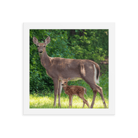 Doe and Young Fawn in Spring - Framed Print (Deer)