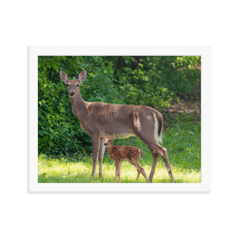 Doe and Young Fawn in Spring - Framed Print (Deer)