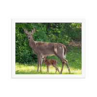 Doe and Young Fawn in Spring - Framed Print (Deer)