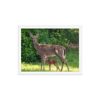 Doe and Young Fawn in Spring - Framed Print (Deer)