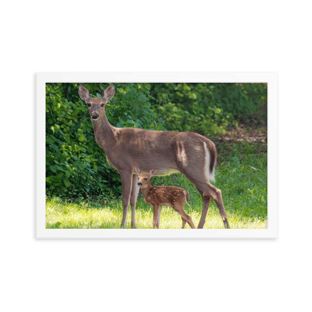 Doe and Young Fawn in Spring - Framed Print (Deer)