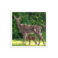 Doe and Young Fawn in Spring - Framed Print (Deer)