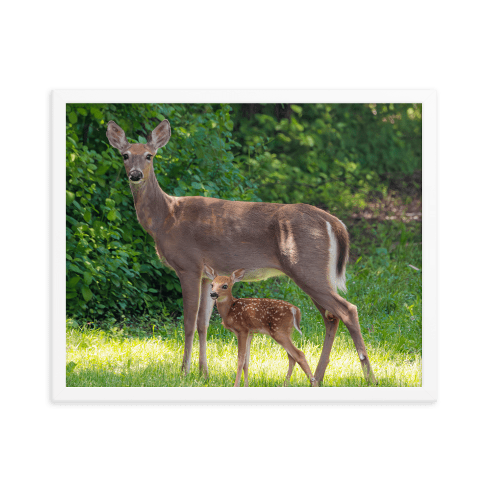 Doe and Young Fawn in Spring - Framed Print (Deer)