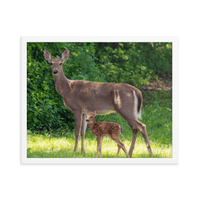 Doe and Young Fawn in Spring - Framed Print (Deer)