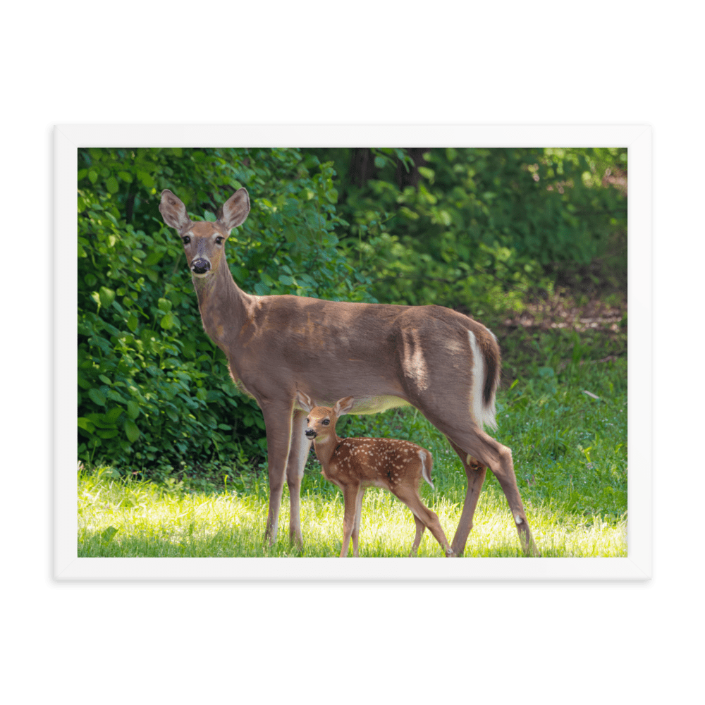 Doe and Young Fawn in Spring - Framed Print (Deer)