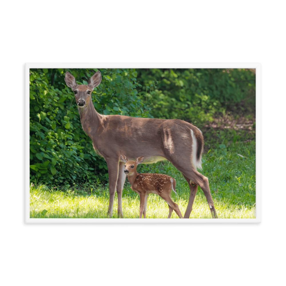 Doe and Young Fawn in Spring - Framed Print (Deer)