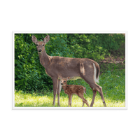 Doe and Young Fawn in Spring - Framed Print (Deer)