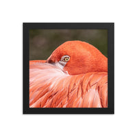 Flamingo's Gaze - Framed Print