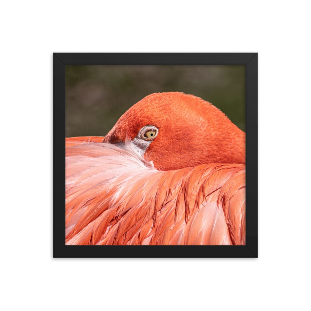 Flamingo's Gaze - Framed Print