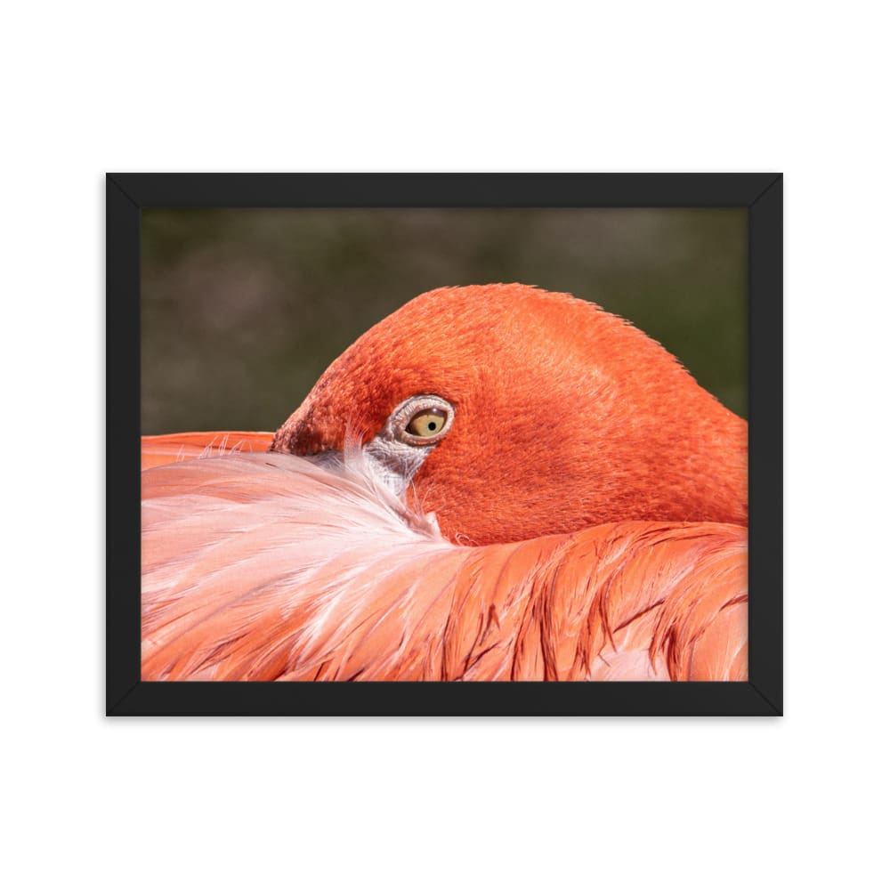 Flamingo's Gaze - Framed Print