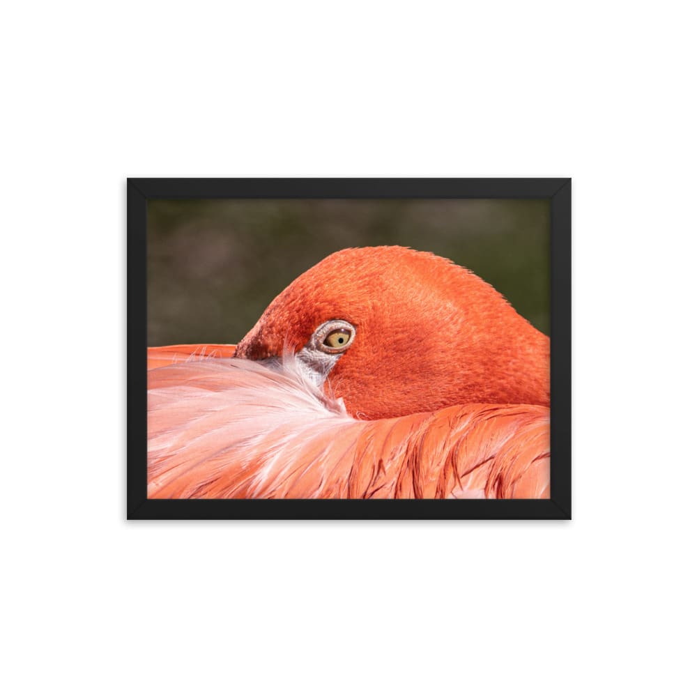 Flamingo's Gaze - Framed Print