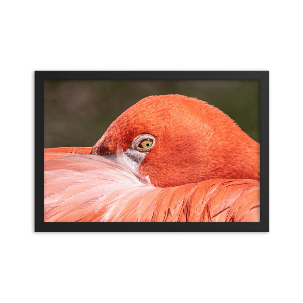 Flamingo's Gaze - Framed Print