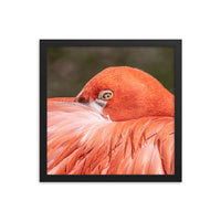 Flamingo's Gaze - Framed Print