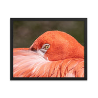 Flamingo's Gaze - Framed Print