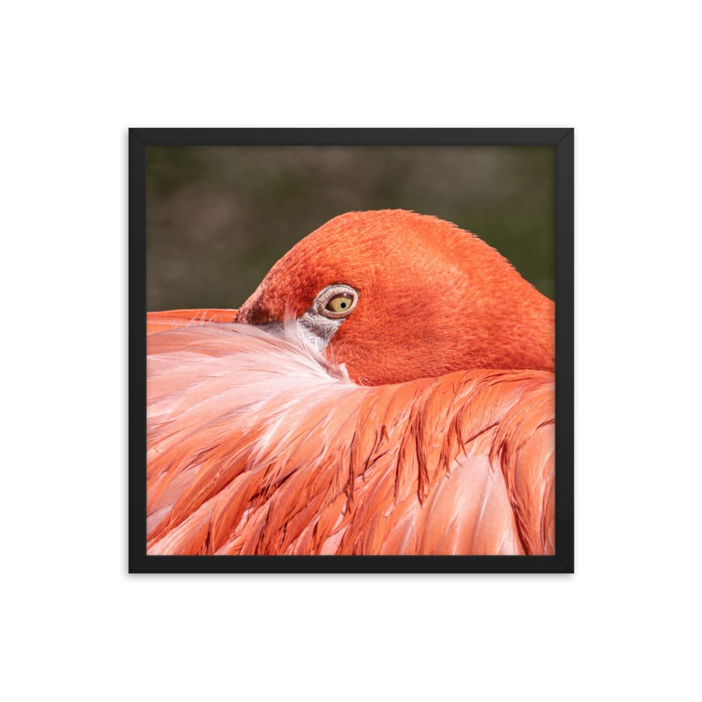 Flamingo's Gaze - Framed Print