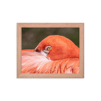 Flamingo's Gaze - Framed Print